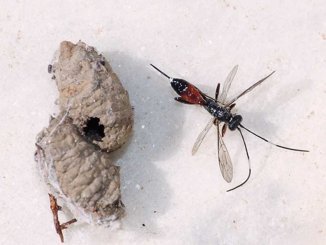 Ichneumonidae parassita di Pompilidae